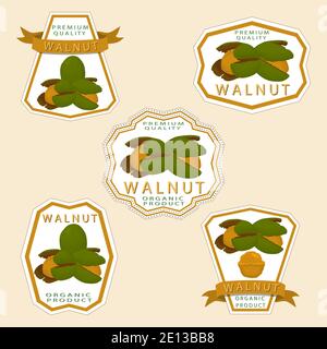 Illustration on theme big set different types walnut in nutshell, nut various size. Walnut pattern consisting of kit natural nut to nutshell for organ Stock Vector