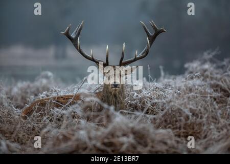 Deer amongst the frost covered grasslands in Richmond Park on a cold December morning, London Borough of Richmond upon Thames, England, United Kingdom