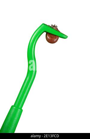 Removed Tick in tick hook Stock Photo
