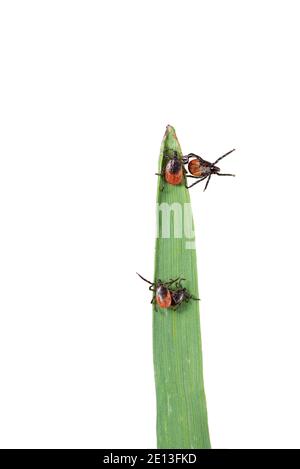 Ticks on grass Stock Photo