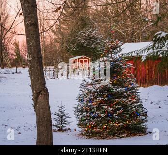 tree lit with holiday lights in rural yard Stock Photo