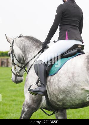 A close up of the side of a grey horse and rider. Stock Photo