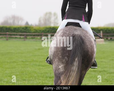 A close up of the back of a grey horse and rider. Stock Photo