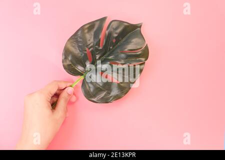 women hand holding palm leaf on on pink background  Stock Photo