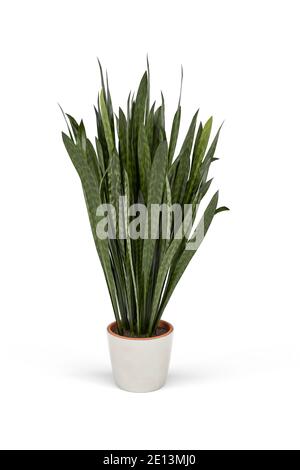 Snake plant in a pot isolated on white background - 3d render Stock Photo