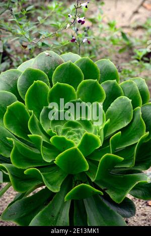 aeonium green goddess,mint green leaves,fleshy leaves,rosette,succulent,succulents,RM Floral