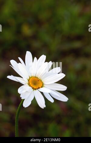 white chamomile flower on blur green background of garden. Stock Photo