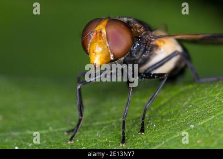 Gemeine Waldschwebfliege, Waldschwebfliege, Wald-Schwebfliege, Gemeine Hummel-Schwebfliege, Weißbindige Hummelschwebfliege, Hummelschwebfliege, Weibch Stock Photo