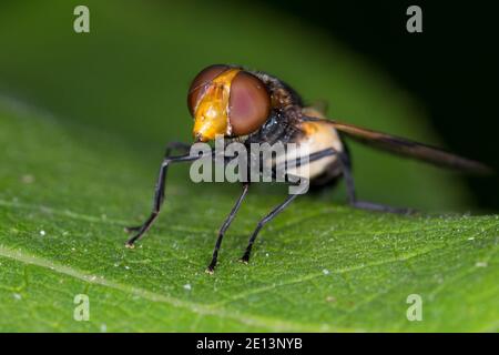 Gemeine Waldschwebfliege, Waldschwebfliege, Wald-Schwebfliege, Gemeine Hummel-Schwebfliege, Weißbindige Hummelschwebfliege, Hummelschwebfliege, Weibch Stock Photo