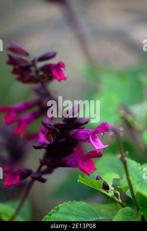 salvia rockin fuchsia,Salvias,sages,pink purple flowers,pink purple flowers,flower,flowering,RM floral Stock Photo