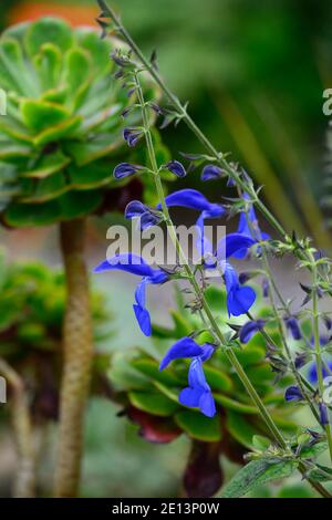 Salvia patens Guanajuato,salvias,intense blue flowers,flowering,perennial,aeonium in background,salvia and aeonium,RM Floral Stock Photo