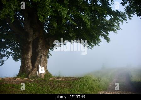 Beautiful view of musical instrument near majestic tree with green leaves and thick truck. Magnificent panorama of foggy meadow with lonely tree and guitar by the road. Concept of music and nature. Stock Photo