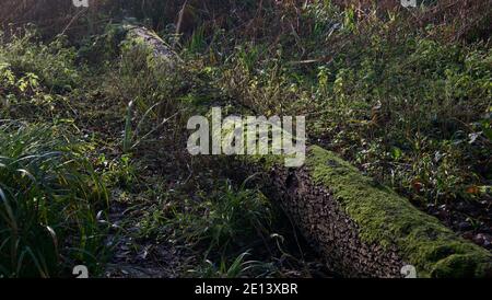 Woodland scene showing moss covered tree trunk lying in undergrowth Stock Photo