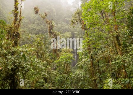 Waterfall and epiphyte laden trees in humid misty cloud forest on the western slopes of the Andes near Mindo, Ecuador. Stock Photo