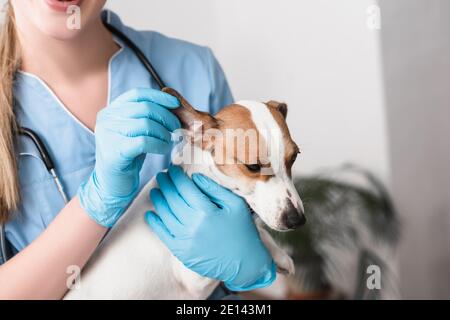 cropped view of young veterinarian in latex gloves examining dog Stock Photo