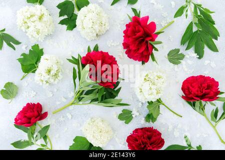 Red peonies and white hydradea flowers on gray background. Flat lay, Top view. Floral copmosition Stock Photo