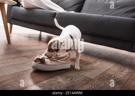 jack russell terrier smelling shoes on floor Stock Photo