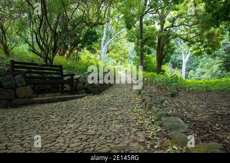 Cape Town, South Africa, Kirstenbosch National Botanical Garden - 09/15/20 Stone pathway, along side a wooden bench and lush greenery.
