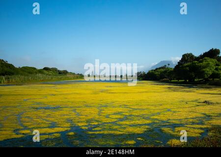 Elfindale-  Cape Town, South Africa - 23/10/2020 Elfindale parks murky and algae covered lake during Spring. Stock Photo