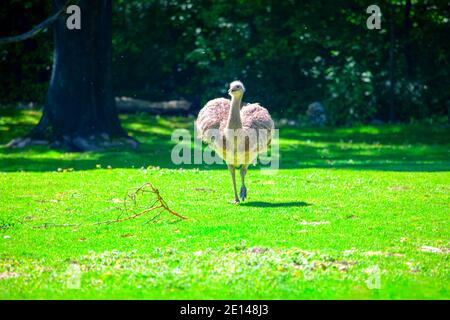 Walking Emu bird on the green meadow . Dromaius novaehollandiae bird living in Australia Stock Photo