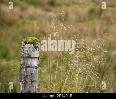 Old fence post, on the North Coast 500 (NC500) Stock Photo
