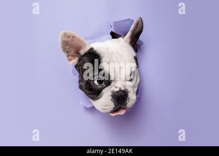 Getting angry mad. French Bulldog young dog is posing. Cute playful white-black doggy or pet is playing and looking happy isolated on purple background. Concept of motion, action, movement. Stock Photo