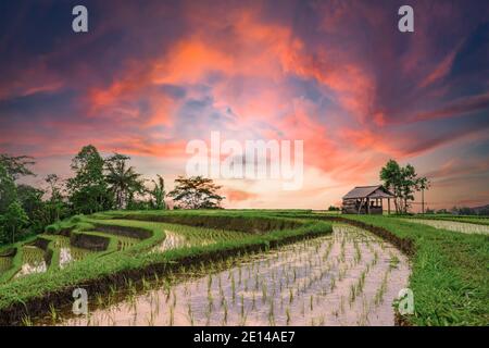 (Selective focus) Stunning view of a farmer hut's and a beautiful and colorful morning sky reflected in the rice fields. Stock Photo