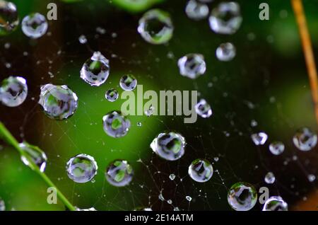 rain drops on a spider web in the summer and forest Stock Photo