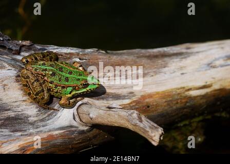 green frog sitting in the sun on a tree Stock Photo