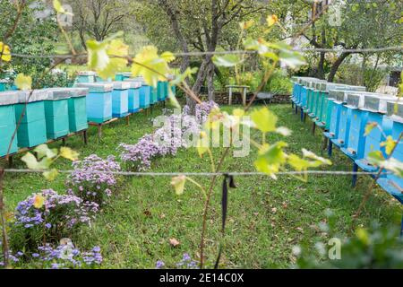 Blue bee hives to stand side by side on the field Stock Photo