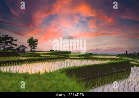 (Selective focus) Stunning view of a farmer hut's and a beautiful and colorful morning sky reflected in the rice fields. Stock Photo