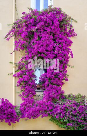 Bougainvillea flowers in bloom around a facade of house in Imperia old town, Liguria region, Italy Stock Photo