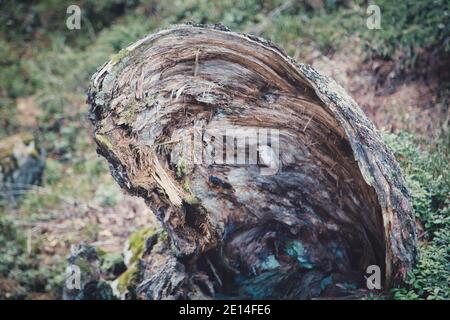 an old, broken tree trunk Stock Photo