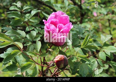 pink, intensiv rosa farbene Pfingstrose in einem Park in NRW, Deutschland Stock Photo