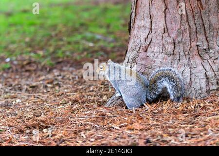 Close up of a Sciurus carolinensis (Grey Squirrel) upon sticks and leaves in Warwickshire, UK during the winter. Stock Photo