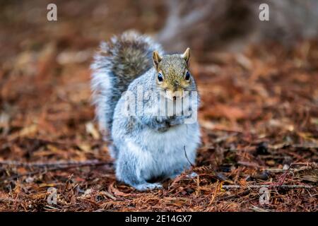 Close up of a Sciurus carolinensis (Grey Squirrel) standing upon sticks and leaves with its paws together in Warwickshire, UK during the winter. Stock Photo