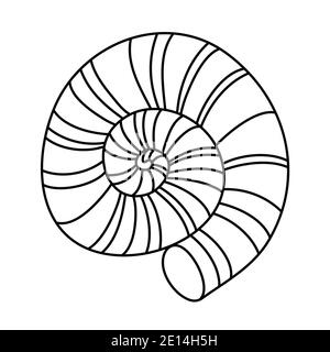 Round seashell, limestone mollusk shell, black and white hand drawn doodle vector illustration Stock Vector