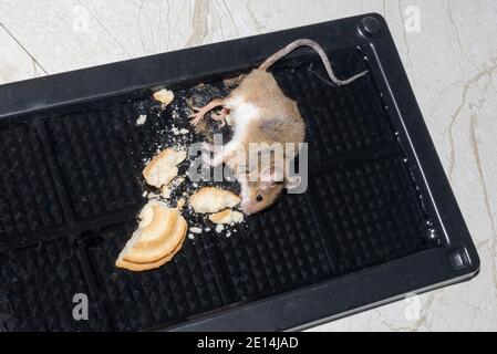 A common wild mouse found dead stuck to a rodent glue trap Stock Photo