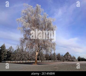 A birch tree covered with ice from a freezing fog stands near a white rail fence in a park in central Oregon.