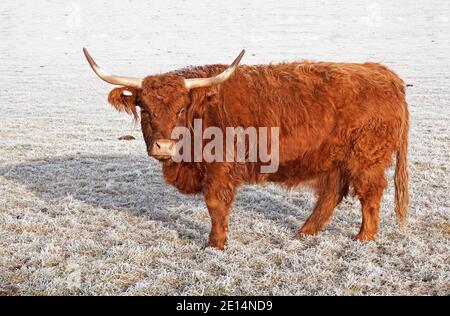 Portrait of a Highland Cow, or Highland Cattle, Bos taurus taurus, in a frosty field on a small farm in Tumalo, Oregon. Stock Photo