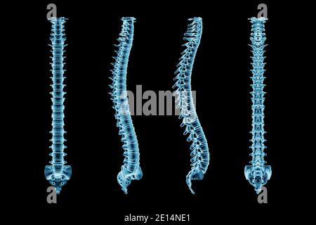 Human spinal column or backbone from eight various angles isolated on a ...