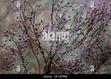 Dew droplets hang like jewels on a spider’s web on a frosty, misty morning Stock Photo