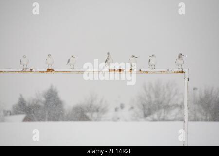 Seagulls in a row on football goal crossbar in the snow with snow covered houses in the distance Stock Photo