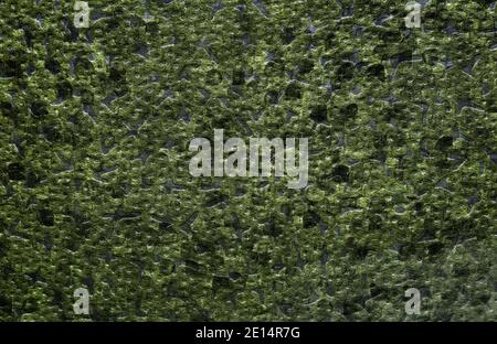 Background image with a pattern of light rounded lines in the form of a spiral on a green background Stock Photo