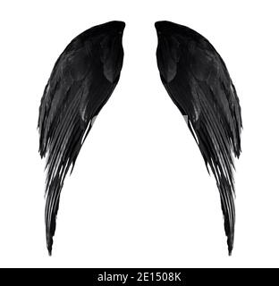 Angel wings, Natural black wing plumage isolated on white