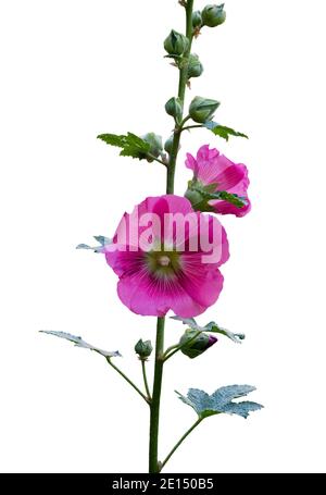 Pink flower of mallow, isolated on white background Stock Photo - Alamy