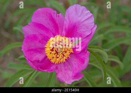 The Wild Peonies, Also Called Peonies, Can Be Found In The Karstic Cicarija Mountains Of Slovenia Stock Photo