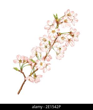 a detailed illustration of cherry blossoms Stock Photo