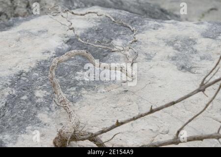 Dry Branch on Pale Stone in an Abandoned Quarry on the Isle of Portland, Dorset Stock Photo