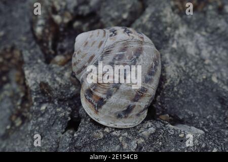 Empty Snail Shell on Rough Stone Stock Photo